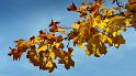 Delegacja polonijna-66
